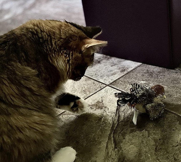 The bird sound is pretty realistic too.