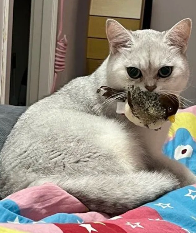 Really nice, my cat loves birds